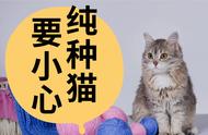 石家庄的猫咪家长请注意：纯种猫易患这种病