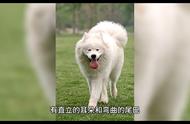 萨摩耶犬：美丽、友善且适合家庭的理想宠物