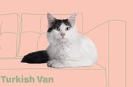 推荐朋友们饲养的猫咪品种：土耳其梵猫和梵科迪斯猫