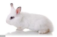 兔子打喷嚏的原因是什么？