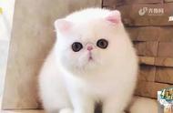 青岛老夫妻花大价钱购买的加菲猫在生产中意外离世，他们怒不可遏