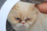 上海：一只名贵加菲猫在年前被遗弃，原因令人震惊，但它却因此得到了好运