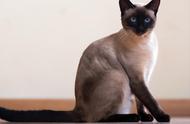 暹罗猫选购指南：品种介绍与品相鉴别（15）