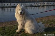 中国有哪些本土犬种？哪些名犬在中国被禁止饲养？