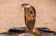 大眼斜鳞蛇：一种常被误认为眼镜蛇的无毒蛇