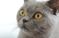 新手养猫指南：五种最适合的猫咪品种推荐