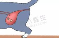猫咪泌尿道结石：草酸钙结石是最常见的成分之一