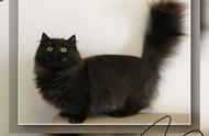 揭秘六只黑色猫咪的独特特征：矮脚、长毛和折耳