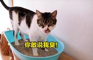 你家的猫是否在这几种“臭气熏天”的品种中？