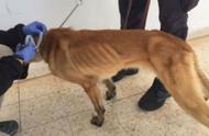 美国援助约旦的嗅探犬因疏忽照顾而死亡，狗舍状况令人震惊