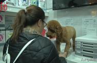 哈尔滨城区禁养39种狗，赶紧为你的宠物办理“身份证”！