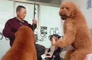 巨型贵宾犬展现迷人姿态，还会演奏二胡，网友：这真是个神奇的生物！