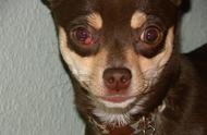 狗狗内眼角红肿，可能是“樱桃眼”作祟，手术可解决