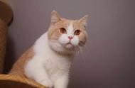 英国短毛猫：猫咪的十万个为什么