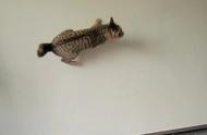 虎斑猫惊人弹跳力，轻松上墙玩耍，网友：这是反重力猫吗？