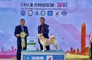 中国唐狗：中华田园犬的全球征程