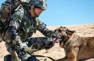 训练有素的五只军犬能否战胜藏獒？揭秘真相，你可能会惊讶！