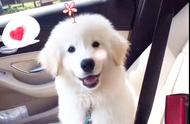 震撼！这只金毛萨摩混血犬，让你重新认识纯种狗狗的魅力吗？