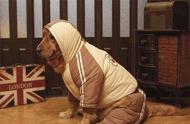 你是否曾思考过，狗狗在冬季其实无需穿衣？