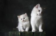 全球最受猫奴欢迎的十大猫咪，你家的猫咪上榜了吗？
