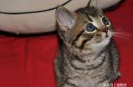 揭秘美国银斑短毛猫：全球最可爱的猫咪之一！