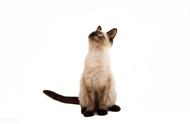 暹罗猫：一种猫咪品种的全面解析