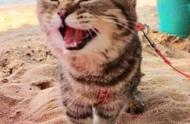 主人带虎斑猫首次海边度假，它的笑声从未停止！
