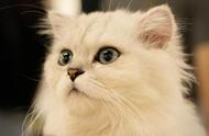 金吉拉猫销售低迷的原因是什么？