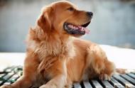 五个理由告诉你，为何选择金毛犬而非拉布拉多犬？