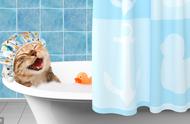 猫真的怕水吗？其实不然，这四种喜欢戏水的猫咪会让你大吃一惊