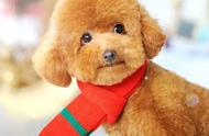 泰迪犬的魅力：皮蛋般的可爱，就像养了一只小泰迪熊！