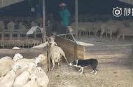 边境牧羊犬：牧羊界的领导者，用眼神驾驭牲畜