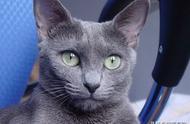 俄罗斯蓝猫：冬之精的东方韵味之谜