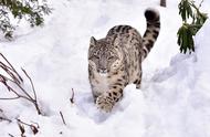 高原霸主：流浪藏獒集结成军，生态位直逼雪豹