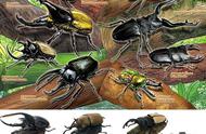 你知道日本的可怕昆虫吗？动漫创意的灵感来源