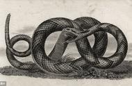 蛇：进化成功的爬行动物代表