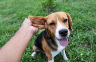 你家狗狗耳朵属于哪种类型？揭秘10种常见品种