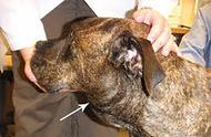 犬淋巴瘤的恶化可能引发癌症！这些地方的狗狗患病风险更高