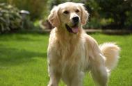 家庭宠物首选：9种最适宜饲养的犬类