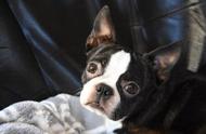 波士顿梗犬：全面解析其特点、历史和养护方法