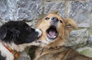 二哈咬死比熊：如何避免狗狗的攻击行为？