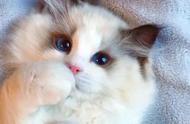 网友惊叹：这只布偶猫竟然如此丑陋？