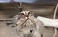 为什么猫咪对水如此恐惧，洗澡就像是在受刑？