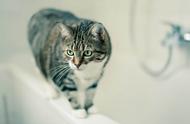 猫咪的抱怨：为何总是强迫我洗澡？