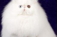 揭秘：鸳鸯眼长毛大白猫真的是波斯猫吗？真正的波斯猫特点揭晓！