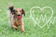 新研究揭示：这两个月份出生的狗狗心脏病风险更高