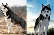 西伯利亚雪橇犬：全球知名犬种解析