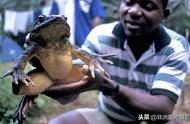 非洲巨蛙：比龙虾更昂贵的生物，身高超过1米，体重超越新生儿