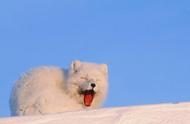极地生态中的神秘生物：北极狐