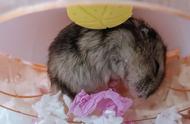 孕期小仓鼠的护理要点是什么？